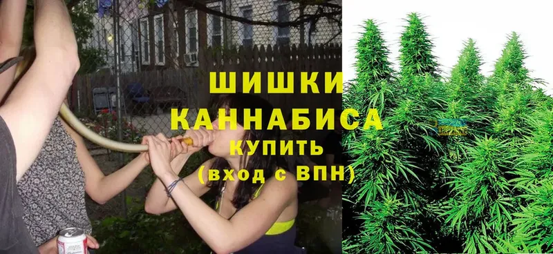 Каннабис OG Kush  Козловка 